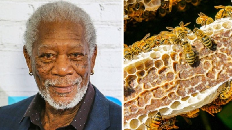 Әйгілі актер Морган Фримен адамзатты құтқару үшін үлкен егістік алқабын аралар қорығына айналдырды
            17:59, 03 Сәуір, 2019
        
        Адамзатқа аса қажетті аралар жыл санап азайып келеді