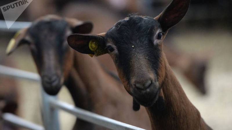 Павлодар облысында әкім бір жылда 125 кітап оқыған балаға ешкі сыйлады