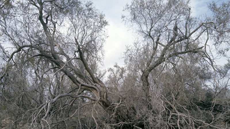 Ақтөбе мен Атырау облыстары бес-алты жылда шөл далаға айналуы мүмкін