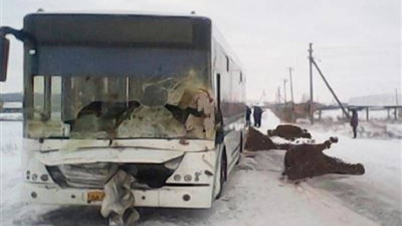 Автобус бір үйір жылқыны басып кетті