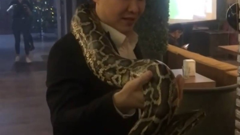 Мойнына жылан ораған Артур Төлепов желіде қызу талқыға түсті (видео)