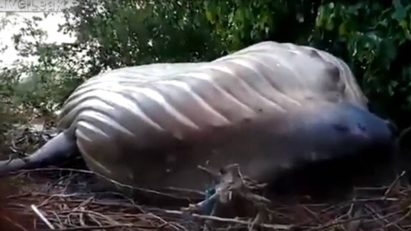 Ерекше өлім: Орманнан ақ киттің денесі табылды