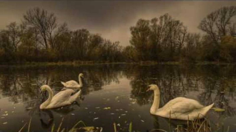 М.Мақатаев " Аққулар ұйықтағанда" поэмасын талдау