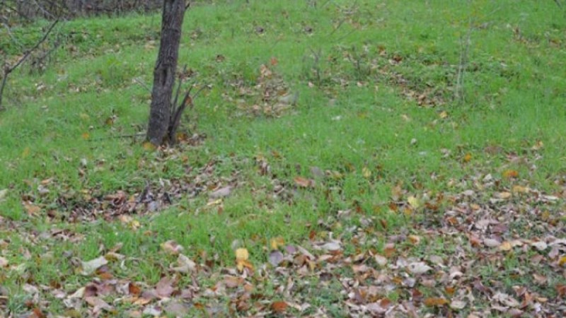 "Показуха деген осы". Қу шенеунік фотошоппен қоқыстың "көзін құртты" (фото)