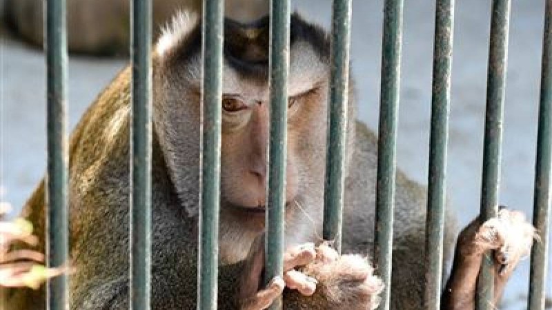 Қазақша тақпақ: Аңдар, Үй жануарлары туралы тақпақ коян арыстан аю түлкі тулки коян туралы такпак