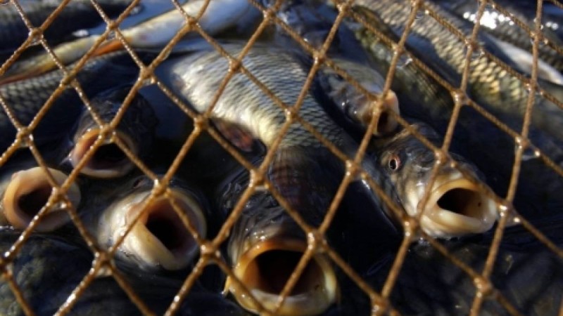 Каспийде броконьерлер ұсталды - Оқиға|29 Желтоқсан 2018, 18:16