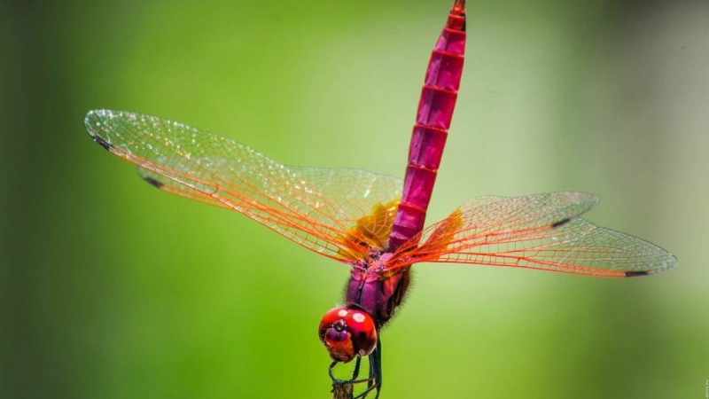 Жәндіктер туралы қызықты мәліметтер
            15:56, 02 Сәуір, 2019
        
        Ғаламшардағы ең жылдам және ең күшті жәндікті кім біледі?