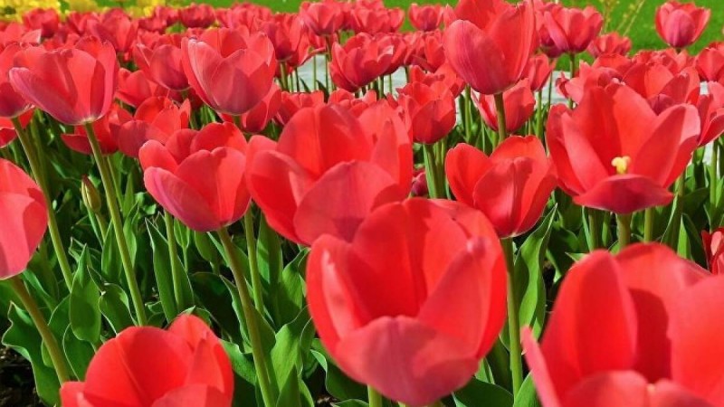 22 Наурыз мейрамы - Балабақша сабақ жоспары