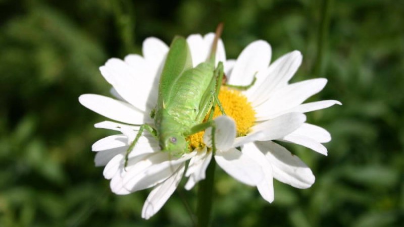 Ауа райы болжамы: 28, 29, 30 мамыр