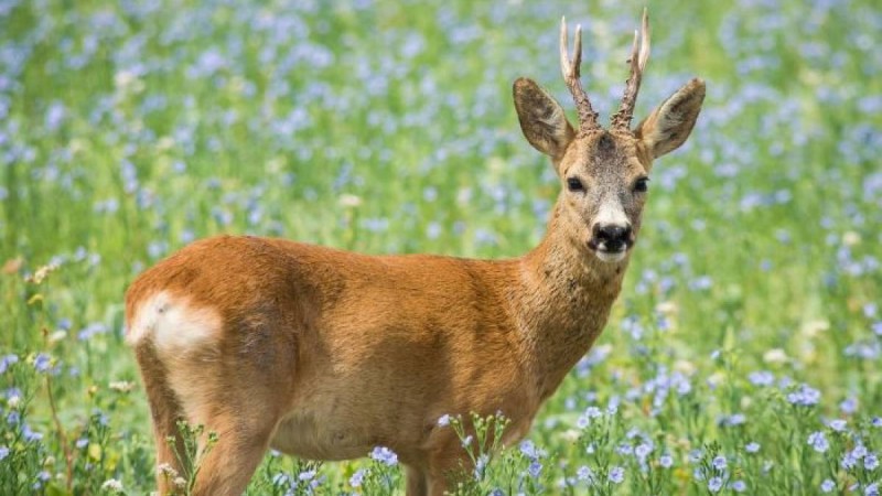 Қостанай облысында еліктің кесірінен жантүршігерлік апат болды