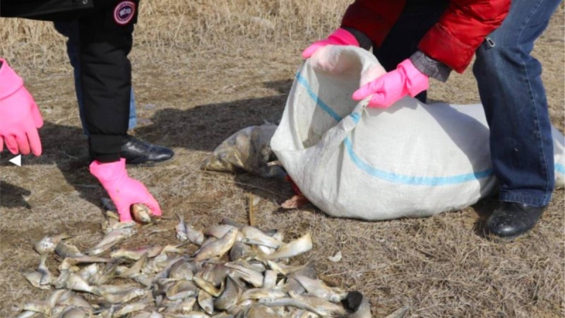 Каспийден заңсыз балық аулаған төрт шетелдікке айыппұл салынды