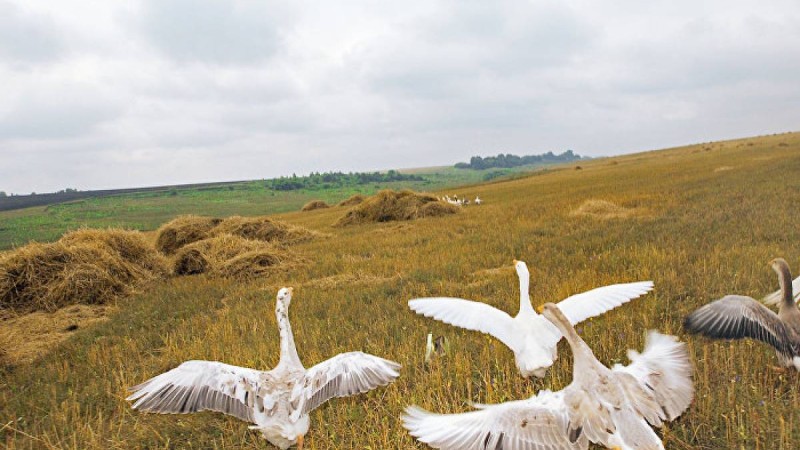 Балапандарын қорғаған қаз жылқыға шабуыл жасады – видео