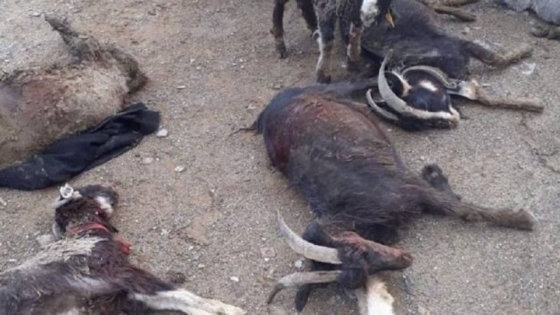 Маңғыстауда ірі бұршақ төпелеп жауды