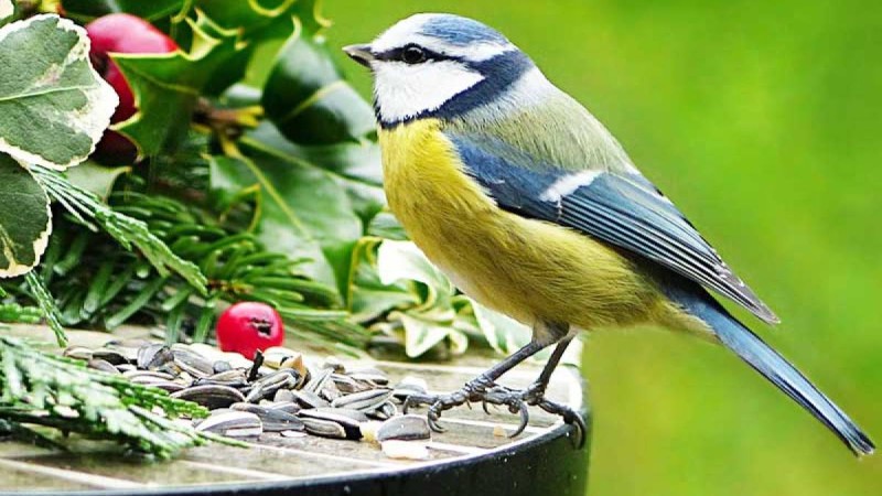 Құстарға қамқорлық, тәрбие сағаты, қызыл кітапқа енген құстар, табиғатты аялау, құстарды қорғау