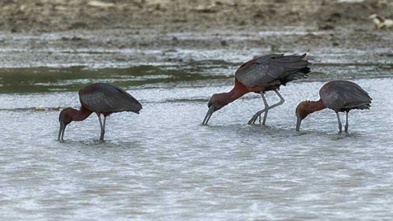 Қазгидромет үш облыста дабылды ескерту жариялады