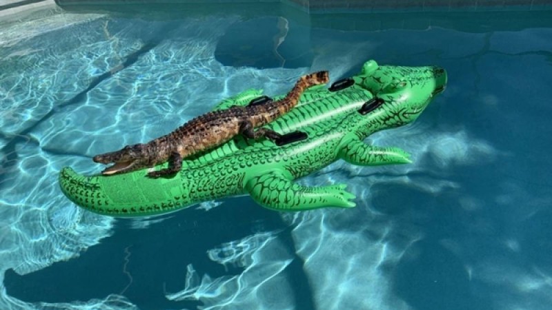 Бассейнде матраспен жүзіп жүрген қолтырауын таспаға түсіп қалды