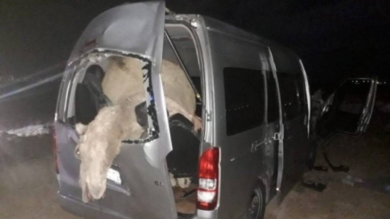 Маңғыстау облысында автокөлік түйемен соқтығысып қалды