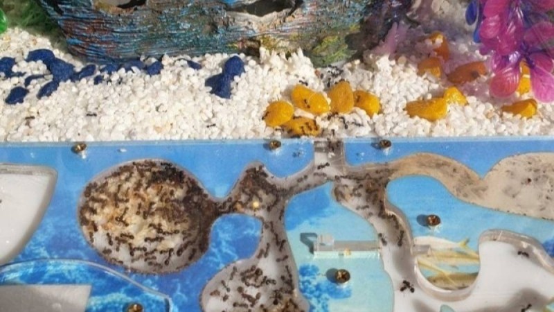 Қарағандылық кәсіпкер құмырсқа сатып, кәсібін дөңгелетіп отыр