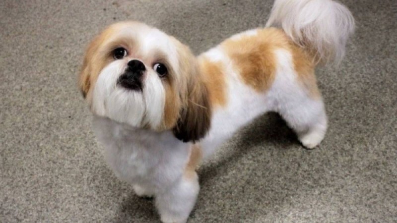 ​Иесінің соңғы тілегін орындаған ит өліп қалды