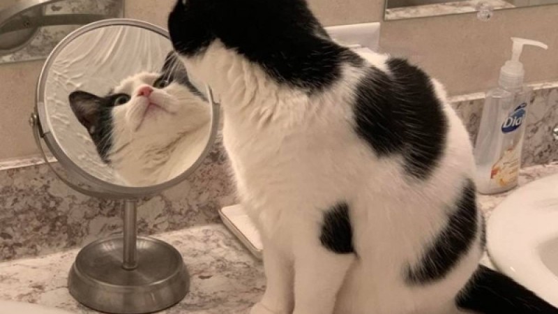 ​Айнадағы мысықтың бейнесі көпшілікті сарсаңға салды