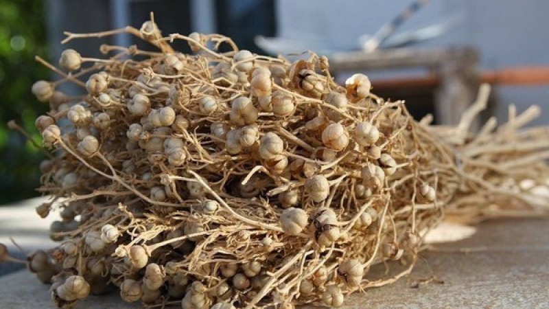 Адыраспан туралы не білесіз? |