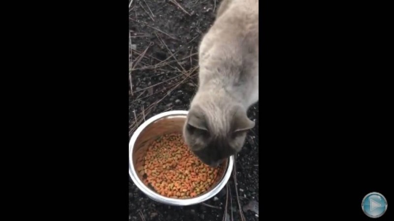 Мысығы өртеніп кеткен үй жанынан иесін бір ай бойы күткен (видео)