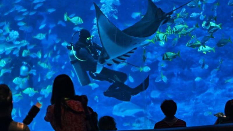 Қиын жағдайға тап болған теңіз албастысы адамдардан көмек сұрады – видео