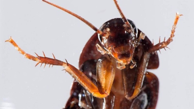 ​Ер адамның құлағынан тірі тарақан шыққан