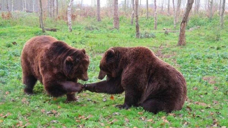Аюлар жолда төбелесті, оны қасқыр бақылап тұрды – видео  