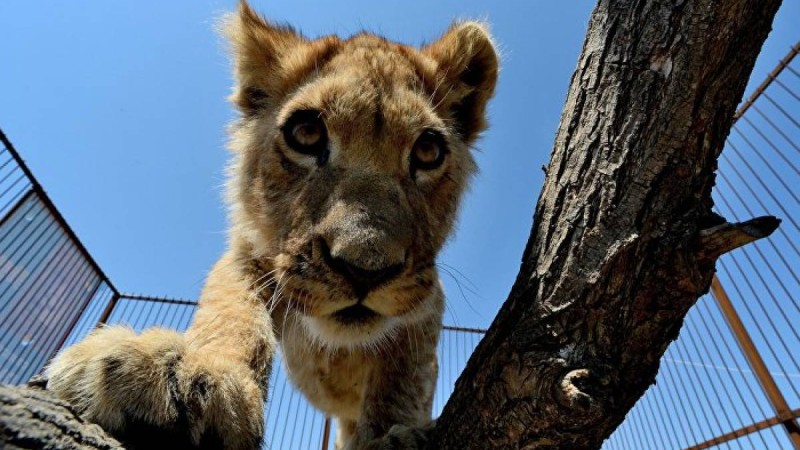 Кішкентай ит арыстандармен айқасты, оқиғаның соңын ешкім күтпеді – видео  