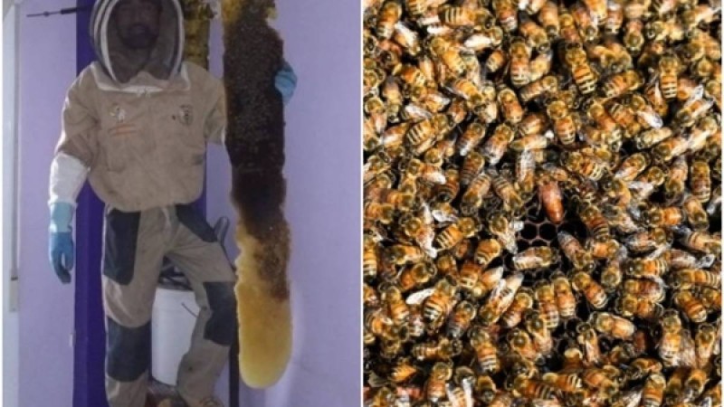 Тұрғын үйдің қабырғасынан 80 мың тірі ара табылған