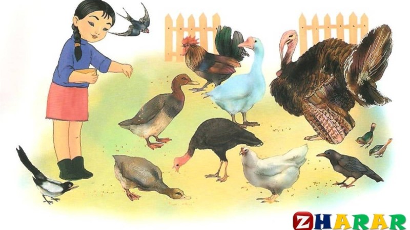 Қазақ тілінен сабақ жоспары: Жем шашамыз №10 (3 сынып, I тоқсан, 1 бөлім)