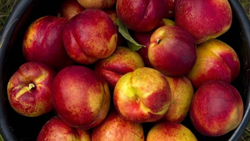 Аптап ыстықта не жеу керек – маманның кеңесі