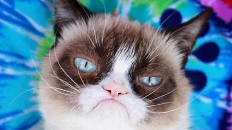 ​Желіде жұлдызға айналған мұңды мысық өліп қалды