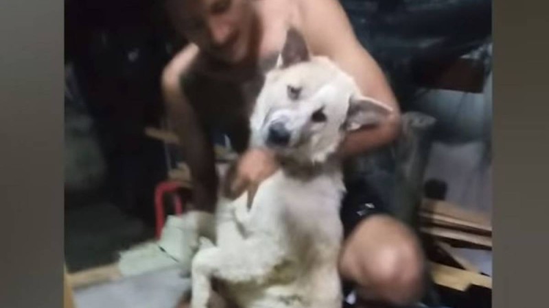 Шомылғысы келмеген ит қулыққа барды