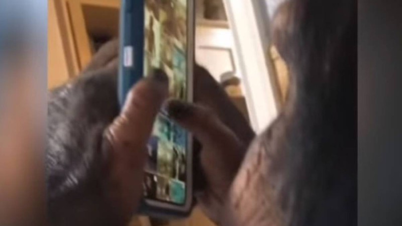 Instagram-да тіркелген ақылды маймыл танымал бола бастады - күлкілі видео