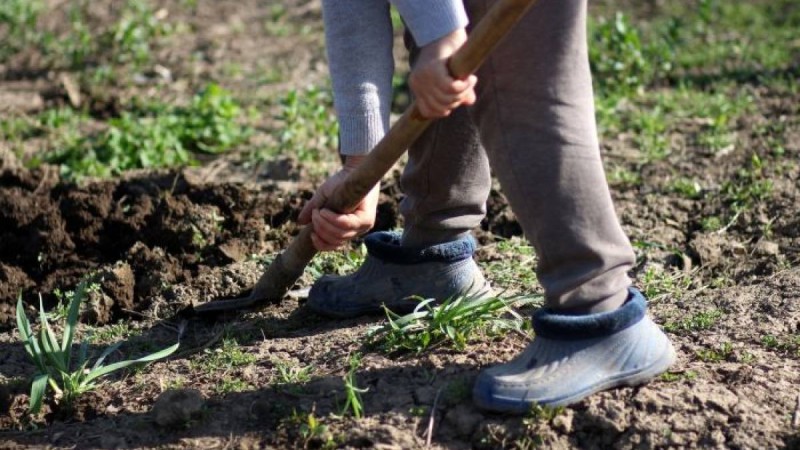 ауыл тұрғыны аудан әкімдігін аяғынан тік тұрғызды