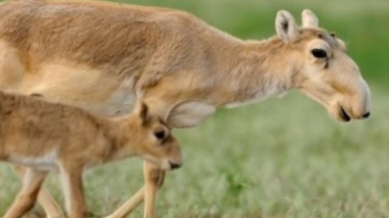 Құралайдың салқыны |