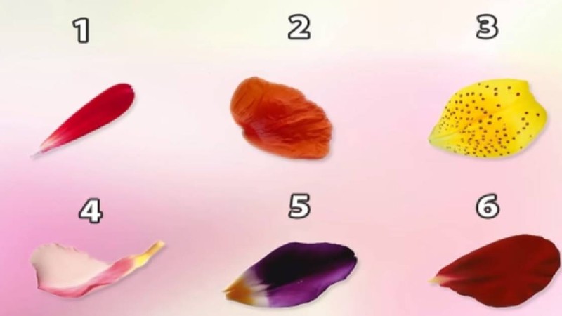 Психологиялық тест: Қай гүлдің қауызын бірінші таныдыңыз? (Жауабыңыз сіз туралы сыр айтады)