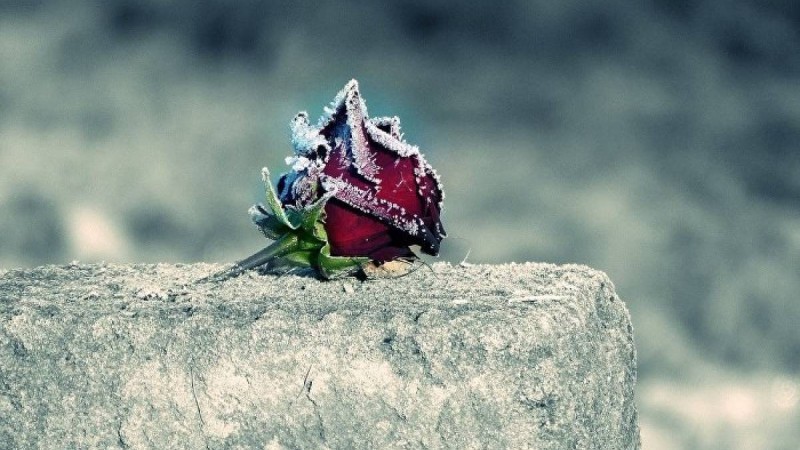 Жанар Хамитованы ертең жерлейді