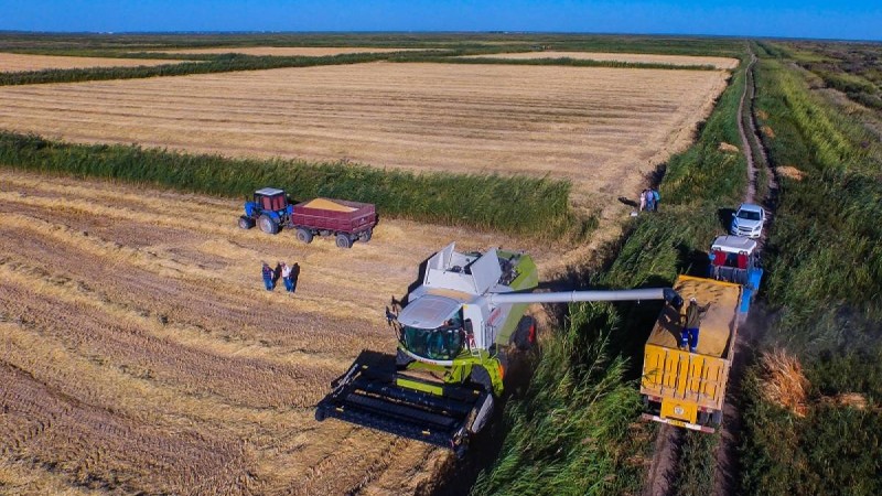 Қызылорда облысы: диқандар күрішті 5 қазанға дейін орып болады