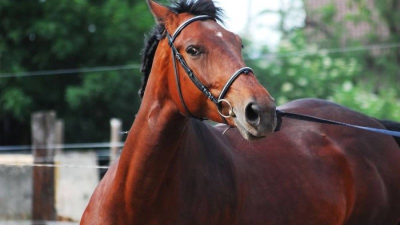 Ат мініп, желіні шулатқан: министрлік Аян Дүйсенбаевты қызметінен босатуды сұрады
