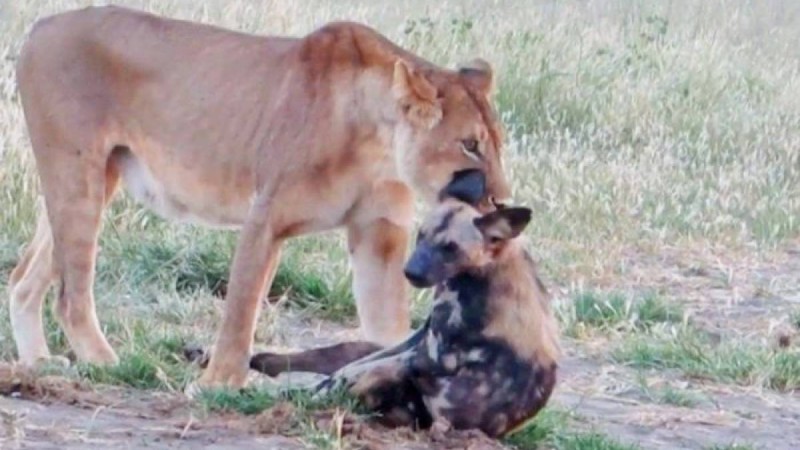 Қорқау ит арыстанның азуынан құтылу үшін өлген кейіп танытты