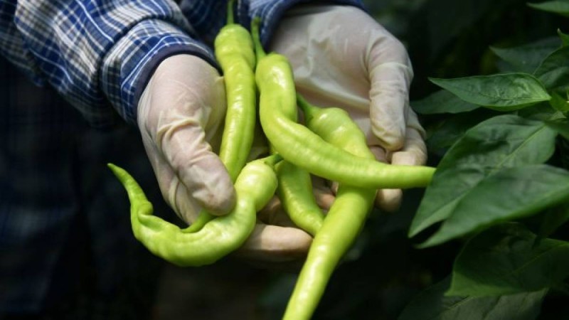 Ащы тағамның қандай пайдасы бар