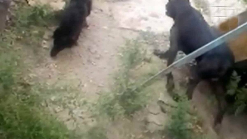 Жұлма-жұлмасын шығарды: Таразда 54 жастағы әйелді ит талап өлтірді - Қазақстан жаңалықтары