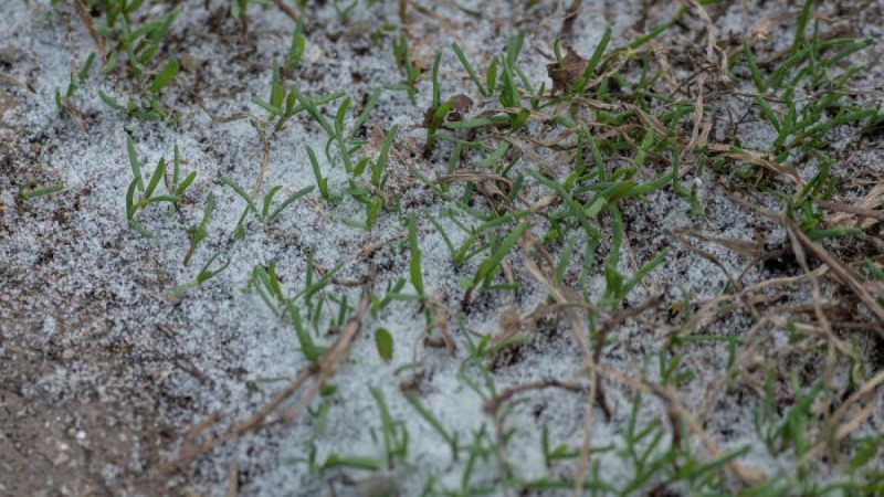 Өскеменде қар жауды - видео