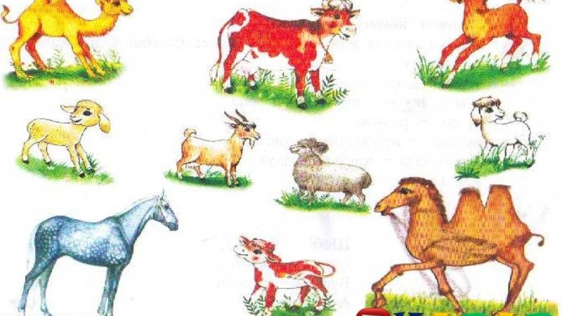 Қазақ тілінен сабақ жоспары: Жанды табиғат туралы ақпарат жинау Үй жануарлары №3 сабақ (3 сынып, I тоқсан, 1 бөлім)