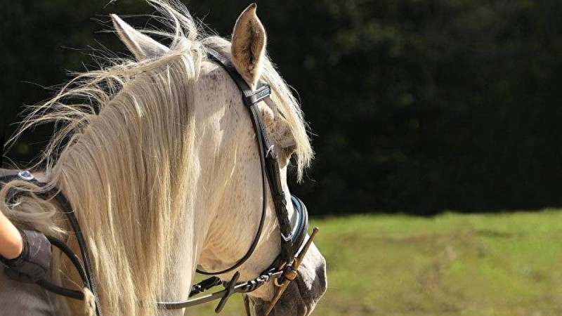 Атырау облысында полиция департаменті бастығына ат мінгізді