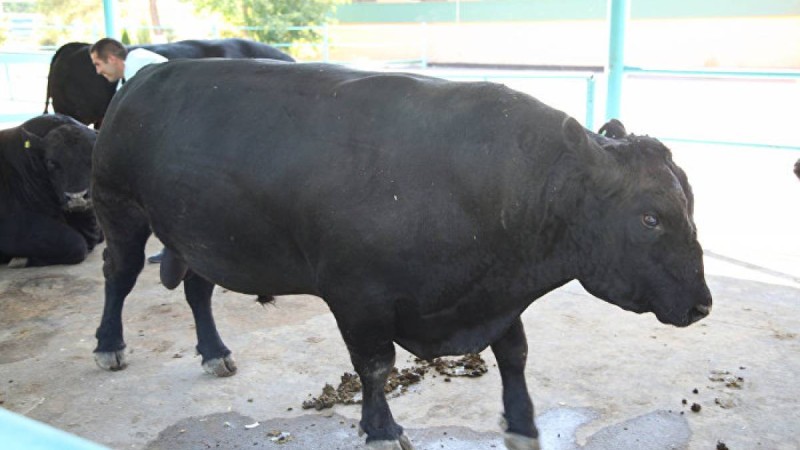 Павлодар облысында бұқа өзінің 62 жастағы иесін сүзіп өлтірді