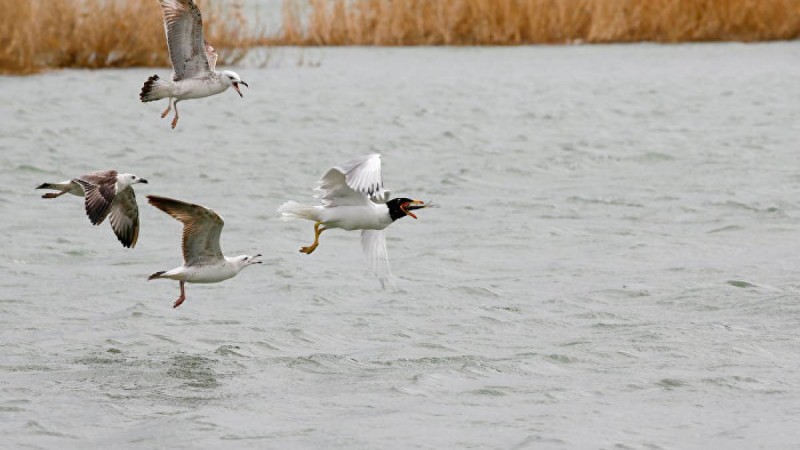 Қаз балапанына қырғидай тиген шағаланы суға батырып өлтірді – видео
